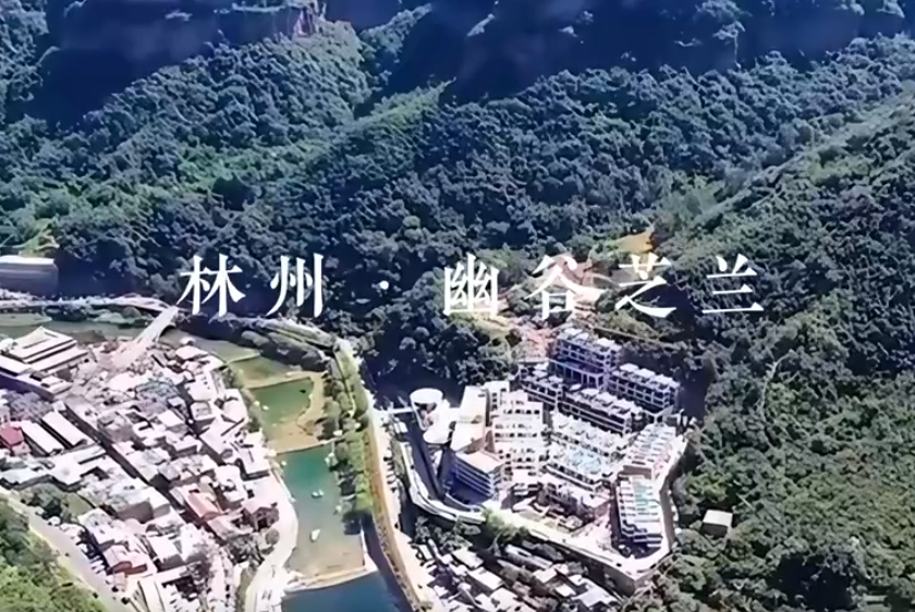 幽谷芝蘭